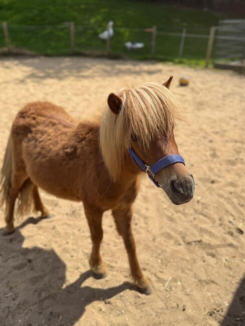3 Liebe Shetty/Pony/Shetlandpony, Marcel S , Pferd kaufen, Mettmann , Abbildung 12