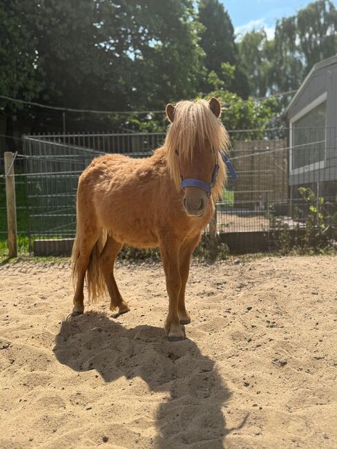 3 Liebe Shetty/Pony/Shetlandpony, Marcel S , Pferd kaufen, Mettmann , Abbildung 13
