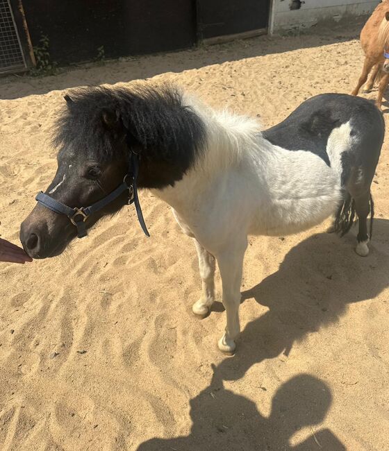 3 Liebe Shetty/Pony/Shetlandpony, Marcel S , Pferd kaufen, Mettmann , Abbildung 14