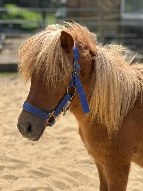 3 Liebe Shetty/Pony/Shetlandpony, Marcel S , Pferd kaufen, Mettmann , Abbildung 15