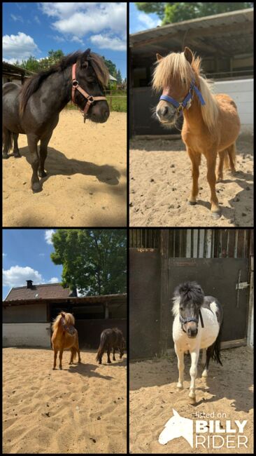3 Liebe Shetty/Pony/Shetlandpony, Marcel S , Pferd kaufen, Mettmann , Abbildung 20