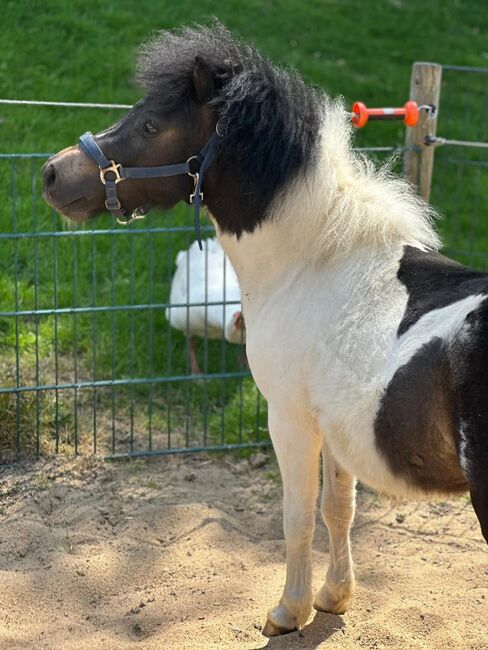 3 Liebe Shetty/Pony/Shetlandpony, Marcel S , Pferd kaufen, Mettmann , Abbildung 17