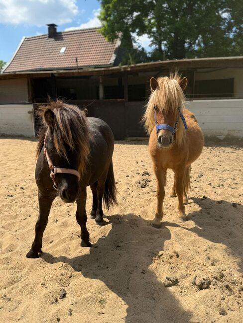 3 Liebe Shetty/Pony/Shetlandpony, Marcel S , Pferd kaufen, Mettmann , Abbildung 18