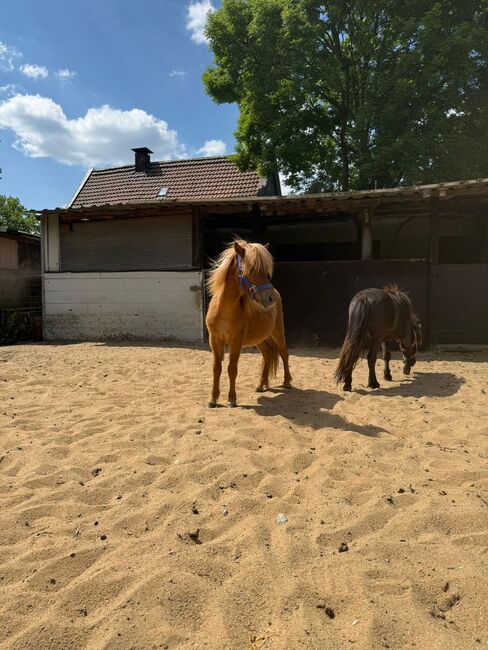 3 Liebe Shetty/Pony/Shetlandpony, Marcel S , Horses For Sale, Mettmann , Image 3