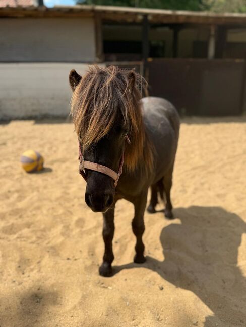 3 Liebe Shetty/Pony/Shetlandpony, Marcel S , Horses For Sale, Mettmann , Image 11