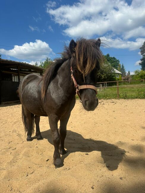 3 Liebe Shetty/Pony/Shetlandpony, Marcel S , Horses For Sale, Mettmann , Image 9