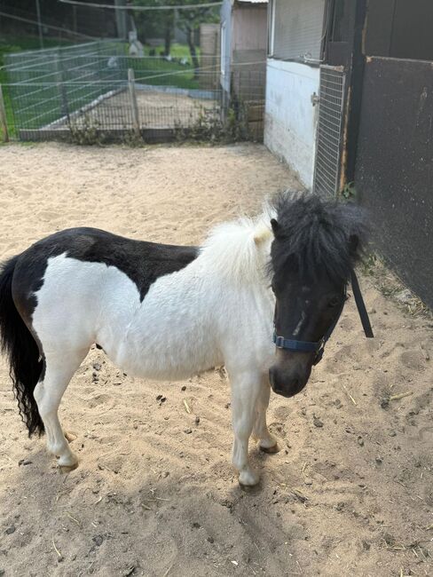 3 Liebe Shetty/Pony/Shetlandpony, Marcel S , Horses For Sale, Mettmann , Image 19