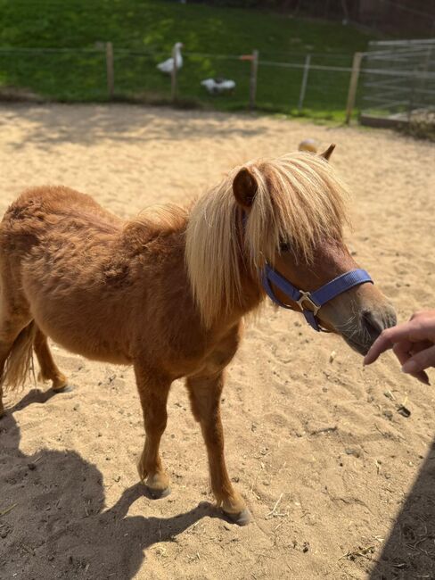 3 Liebe Shetty/Pony/Shetlandpony, Marcel S , Horses For Sale, Mettmann , Image 7