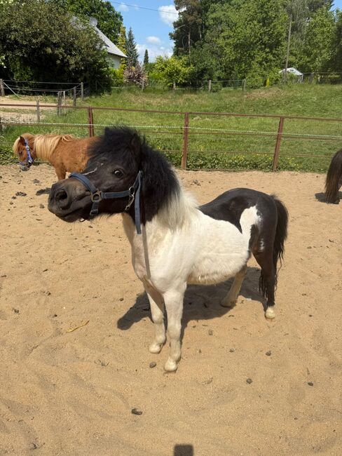 3 Liebe Shetty/Pony/Shetlandpony, Marcel S , Horses For Sale, Mettmann , Image 16