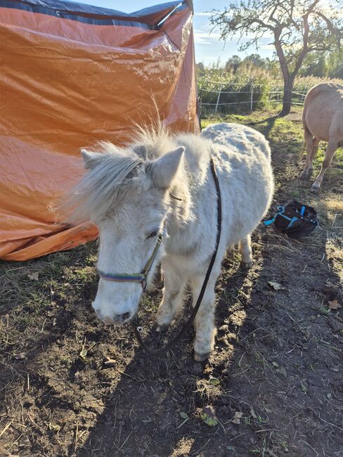 3 Mini-Shettys suchen ein Zuhause, Sarah, Horses For Sale, Sankt Margarethen, Image 5