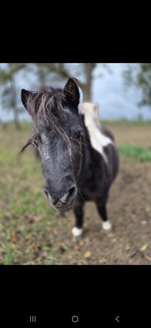 3 Mini-Shettys suchen ein Zuhause, Sarah, Horses For Sale, Sankt Margarethen, Image 2