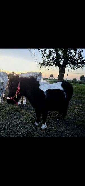 3 Mini-Shettys suchen ein Zuhause, Sarah, Horses For Sale, Sankt Margarethen, Image 3