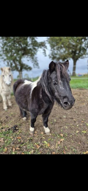 3 Mini-Shettys suchen ein Zuhause, Sarah, Horses For Sale, Sankt Margarethen