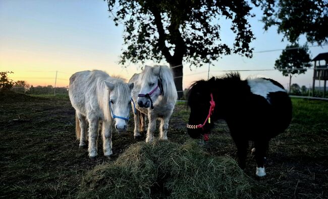 3 Mini-Shettys suchen ein Zuhause, Sarah, Horses For Sale, Sankt Margarethen, Image 7