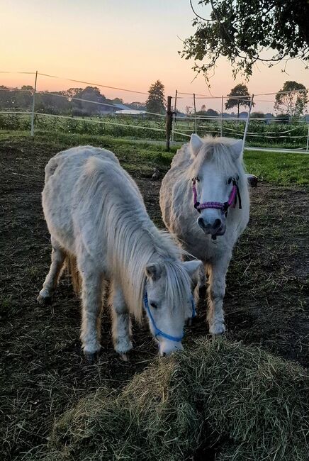 3 Mini-Shettys suchen ein Zuhause, Sarah, Horses For Sale, Sankt Margarethen, Image 6