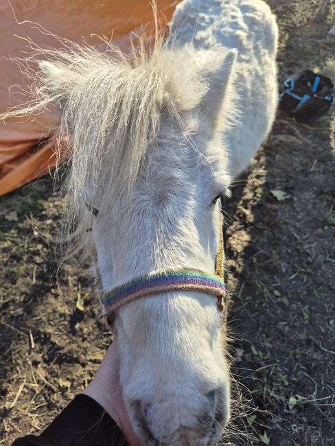 3 Mini-Shettys suchen ein Zuhause, Sarah, Horses For Sale, Sankt Margarethen, Image 4
