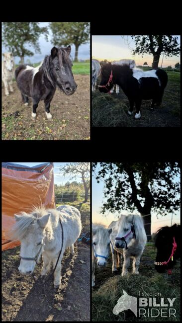 3 Mini-Shettys suchen ein Zuhause, Sarah, Horses For Sale, Sankt Margarethen, Image 8