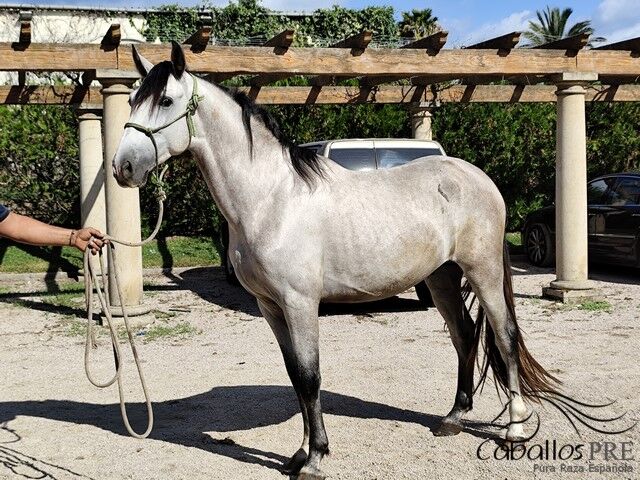3 jähriger Nachkomme von Fer Bonachon x Fer Bago, Thomas Adams (Caballos PRE), Horses For Sale, Bell, Image 2