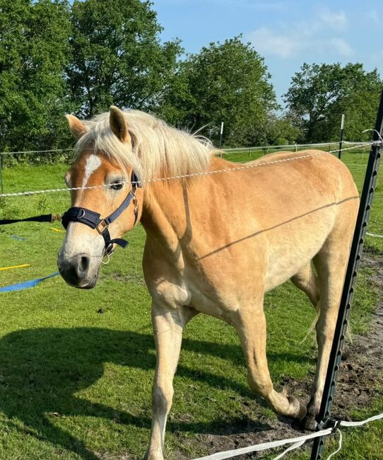 3 jähriger Haflinger Wallach v. Avicli van?t Steengoed x Stainz, Pferdevermittlung Leus (Pferdevermittlung Leus ), Horses For Sale, Goldelund