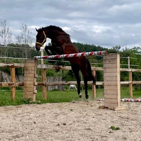 3 Jahre alter Hengst, Urszula , Horses For Sale, Gdańsk, Image 5