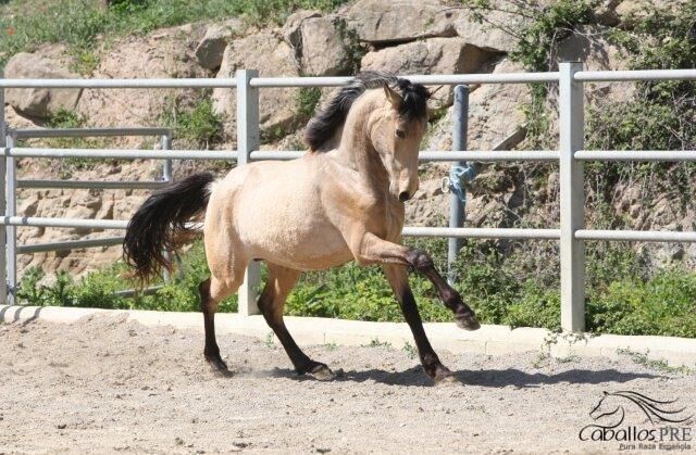 3 jähriger kleiner PRE Buckskin Hengst, Thomas Adams (Caballos PRE), Horses For Sale, Bell, Image 4