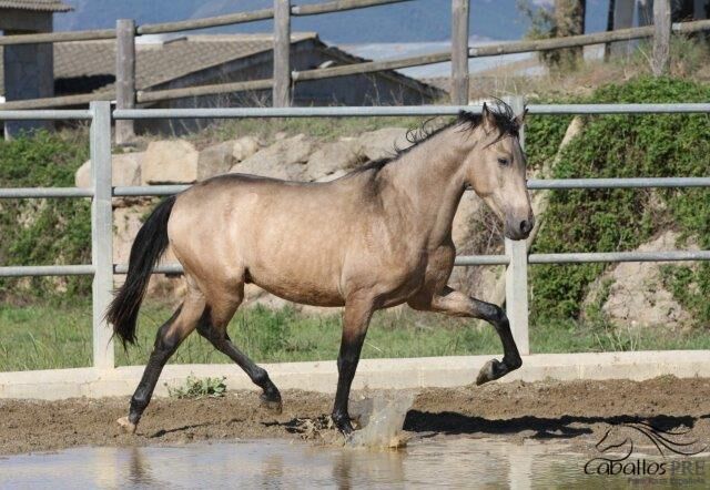 3 jähriger PRE Buckskin - aktuell ca 160 cm, Thomas Adams (Caballos PRE), Horses For Sale, Bell, Image 5