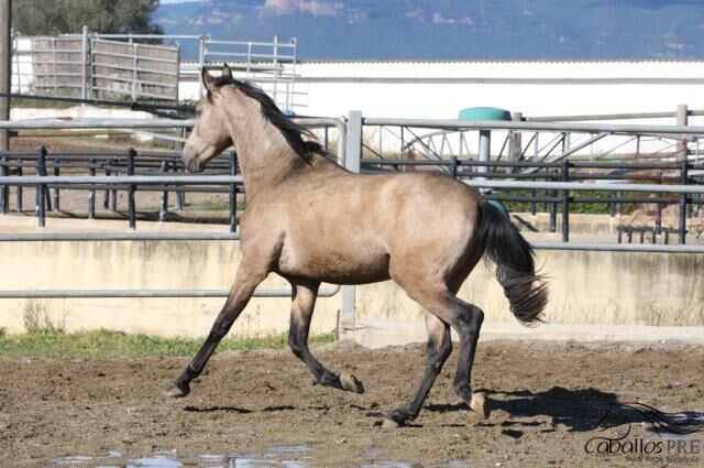3 jähriger PRE Buckskin - aktuell ca 160 cm, Thomas Adams (Caballos PRE), Horses For Sale, Bell, Image 2