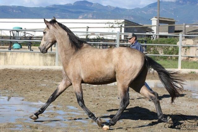 3 jähriger PRE Buckskin - aktuell ca 160 cm, Thomas Adams (Caballos PRE), Horses For Sale, Bell, Image 9