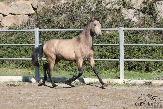 3 jähriger PRE Buckskin - aktuell ca 160 cm, Thomas Adams (Caballos PRE), Horses For Sale, Bell, Image 8