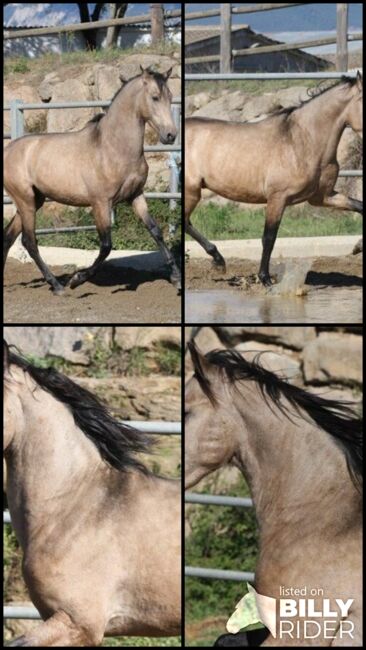 3 jähriger PRE Buckskin - aktuell ca 160 cm, Thomas Adams (Caballos PRE), Horses For Sale, Bell, Image 11