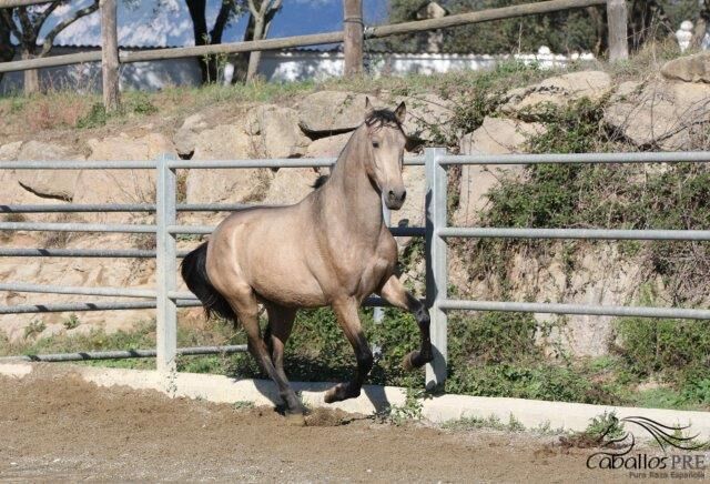 3 jähriger PRE Buckskin - aktuell ca 160 cm, Thomas Adams (Caballos PRE), Horses For Sale, Bell, Image 4
