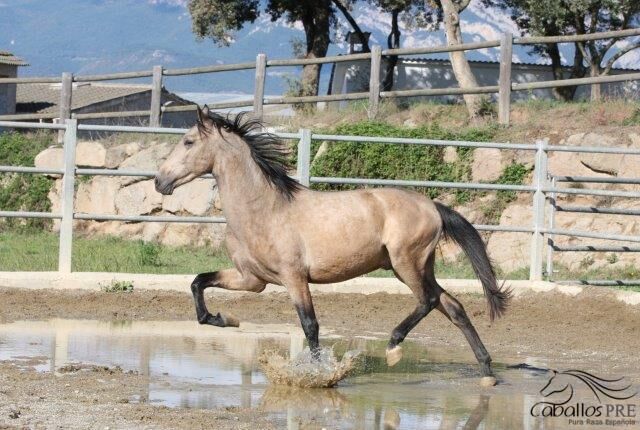 3 jähriger PRE Buckskin - aktuell ca 160 cm, Thomas Adams (Caballos PRE), Horses For Sale, Bell, Image 3