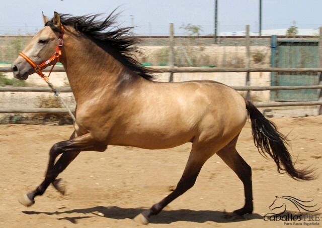 3 jähriger PRE Buckskin Hengst - 1.60 m - vom Züchter, Thomas Adams (Caballos PRE), Horses For Sale, Bell, Image 3