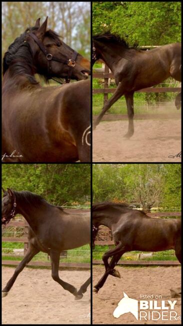 3 jähriger PRE Hengst - aktuell ca. 1.63 m - tolle Bewegungen, Thomas Adams (Caballos PRE), Horses For Sale, Bell, Image 11
