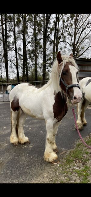 3 jähriger Tinkerwallach - roh, Erich Grasberger, Horses For Sale, Neustadtl, Image 2