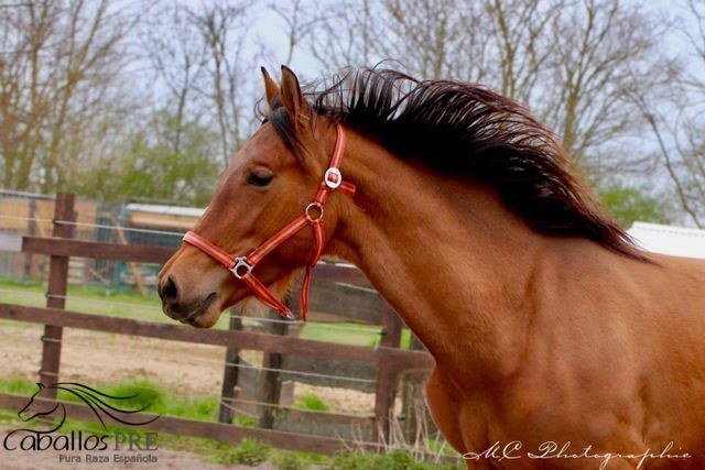 3 jähriger Junghengst - tolle Bewegungen - freundliches Wesen, Thomas Adams (Caballos PRE), Horses For Sale, Bell