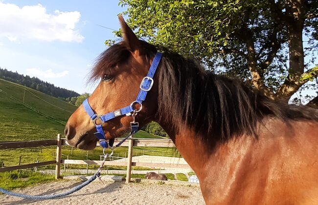 3-jährige Bardigiano Stute zu verkaufen, Melanie Gomm (s' Reiterhöfle), Horses For Sale, Oberstaufen, Image 2