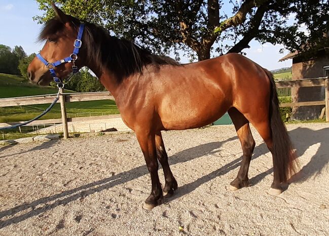 3-jährige Bardigiano Stute zu verkaufen, Melanie Gomm (s' Reiterhöfle), Horses For Sale, Oberstaufen, Image 3