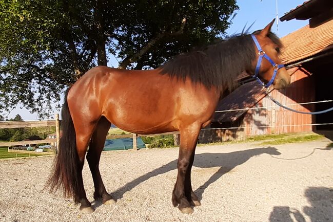 3-jährige Bardigiano Stute zu verkaufen, Melanie Gomm (s' Reiterhöfle), Horses For Sale, Oberstaufen