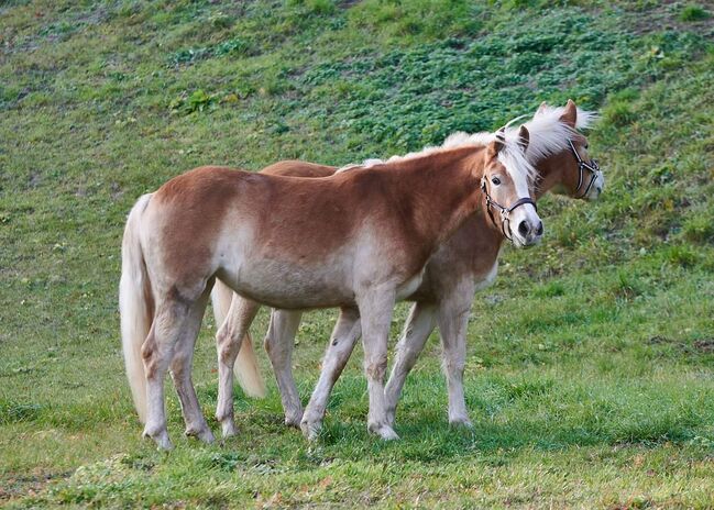 3 jährige Haflingerstute, Lisa Ruhdorfer, Horses For Sale, Kraig, Image 6