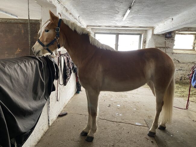 3 jährige Haflingerstute, Lisa Ruhdorfer, Horses For Sale, Kraig, Image 8