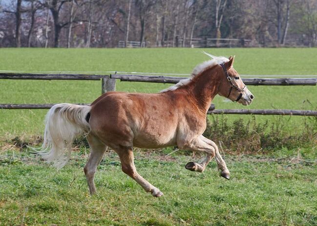 3 jährige Haflingerstute, Lisa Ruhdorfer, Horses For Sale, Kraig