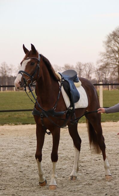 3 jährige Stute, Meyer, Horses For Sale, Lohne, Image 5