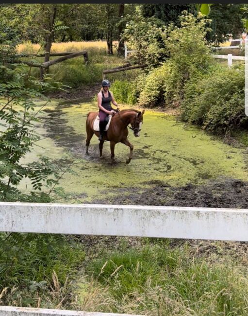 3 jährige Stute, Meyer, Horses For Sale, Lohne, Image 2