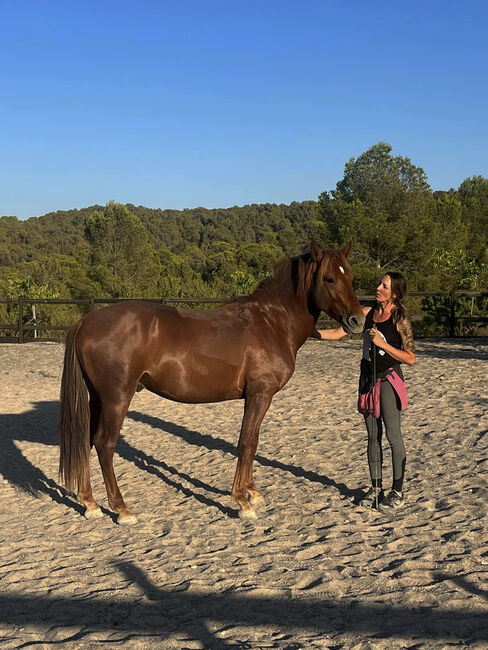 3 jähriger PRE Schokofuchs, Yeguada Trébol, Horses For Sale, Alcoy, Image 2