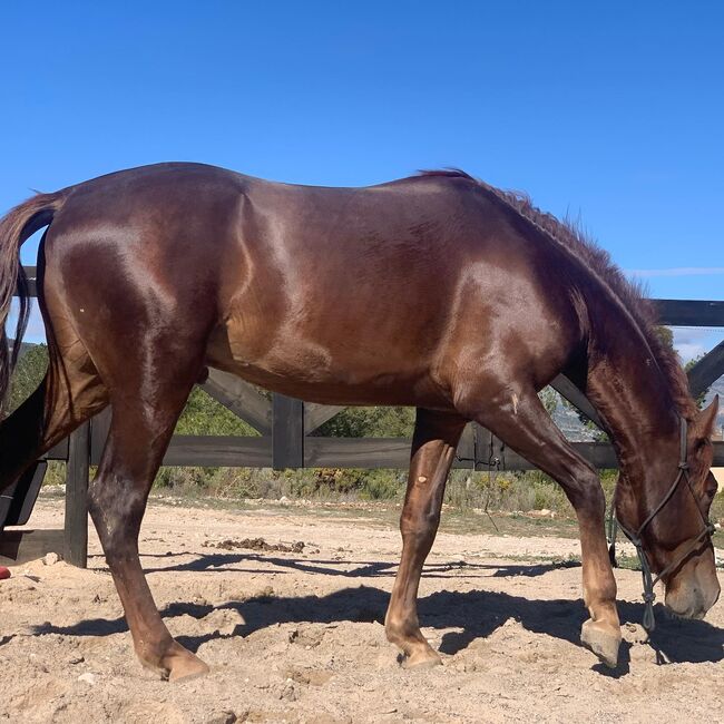 3 jähriger PRE Schokofuchs, Yeguada Trébol, Horses For Sale, Alcoy, Image 2