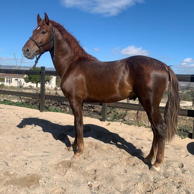 3 jähriger PRE Schokofuchs, Yeguada Trébol, Horses For Sale, Alcoy