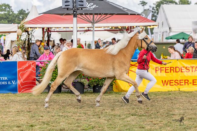 3j. Haflingerstute, tragend, Staatsprämienanwärterin, Dorn, Horses For Sale, Schortens , Image 3