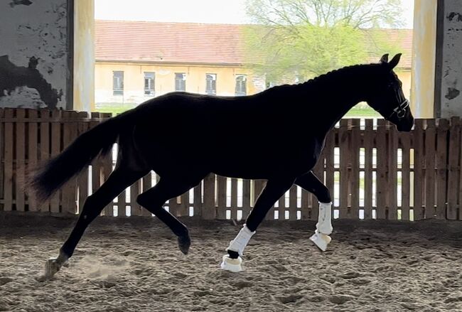 3yo hanoverian mare Fürst Samarant/Dancier, Magdalena Curila Dusak, Horses For Sale, Beretinex, Image 2