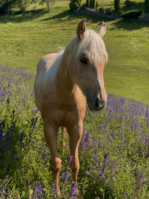3j Palomino Qh Stute mit Top Pedigree, angeritten, Amelie Liegl, Horses For Sale, Eppan, Image 3